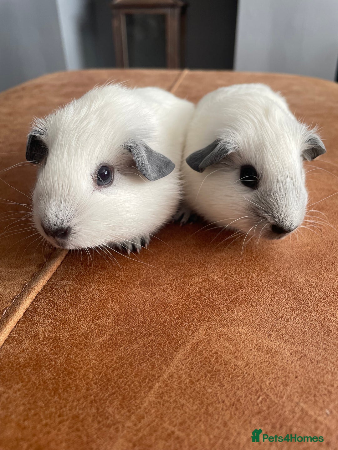 Guinea Pig rodents for sale: Two Female baby Californian point guineas - Image 1