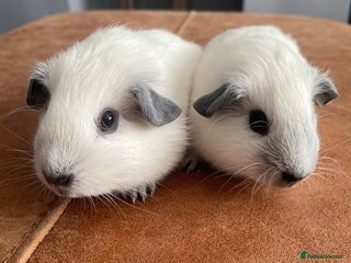 Guinea Pig rodents - Advert 23