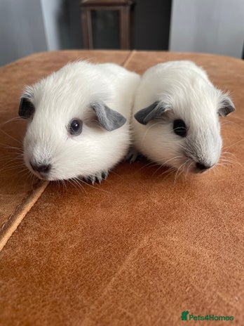 Guinea Pig rodents - Advert 16