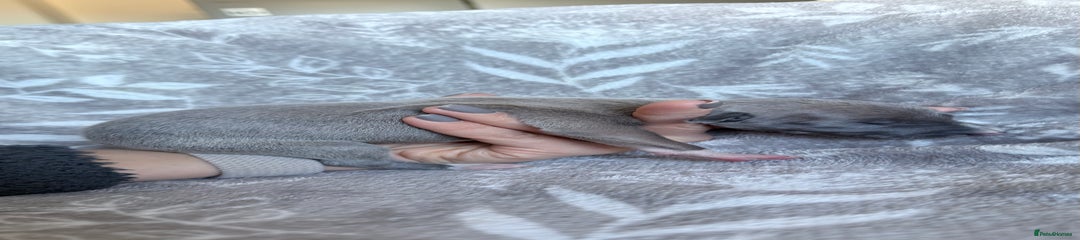 Whippet Puppy 6