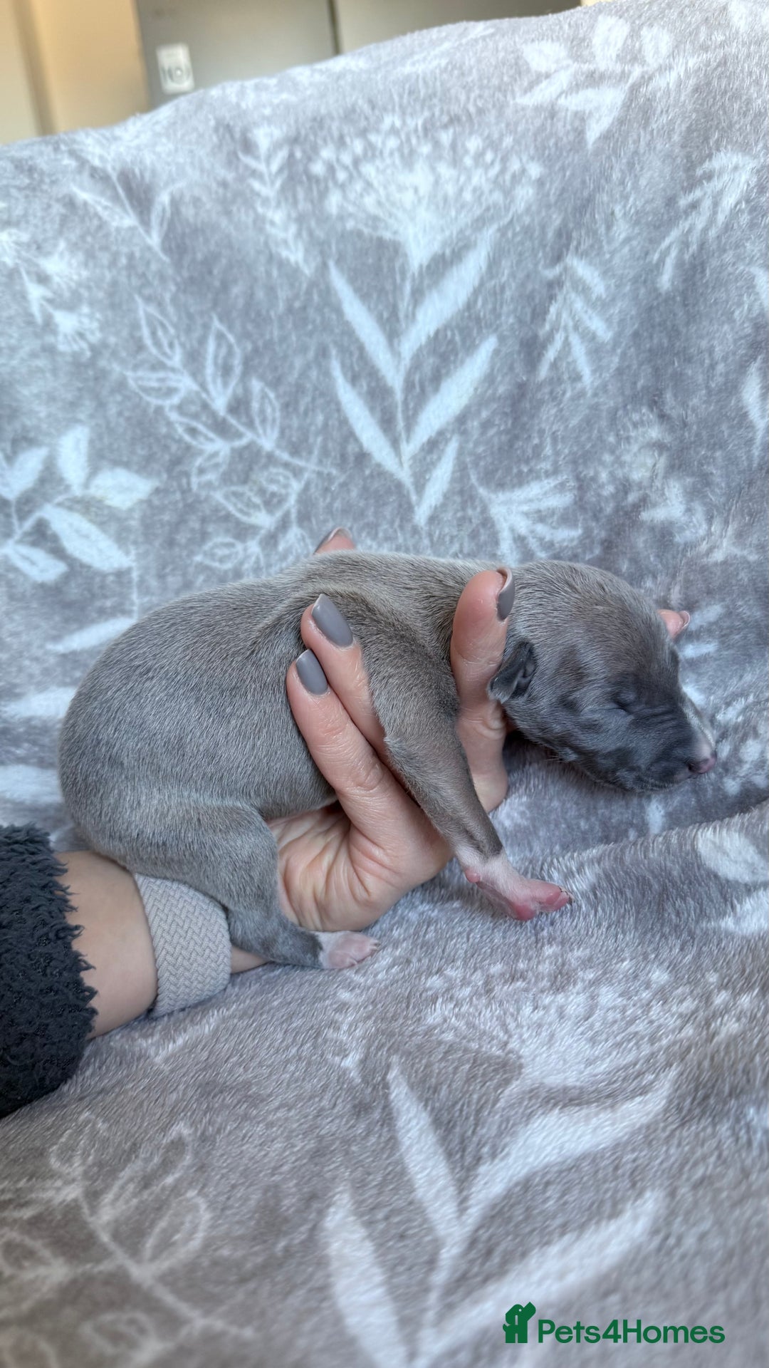 Whippet dogs for sale: OUTSTANDING PRESTIGIOUS LAGUNA BLUE WHIPPETS! KC - Image 11