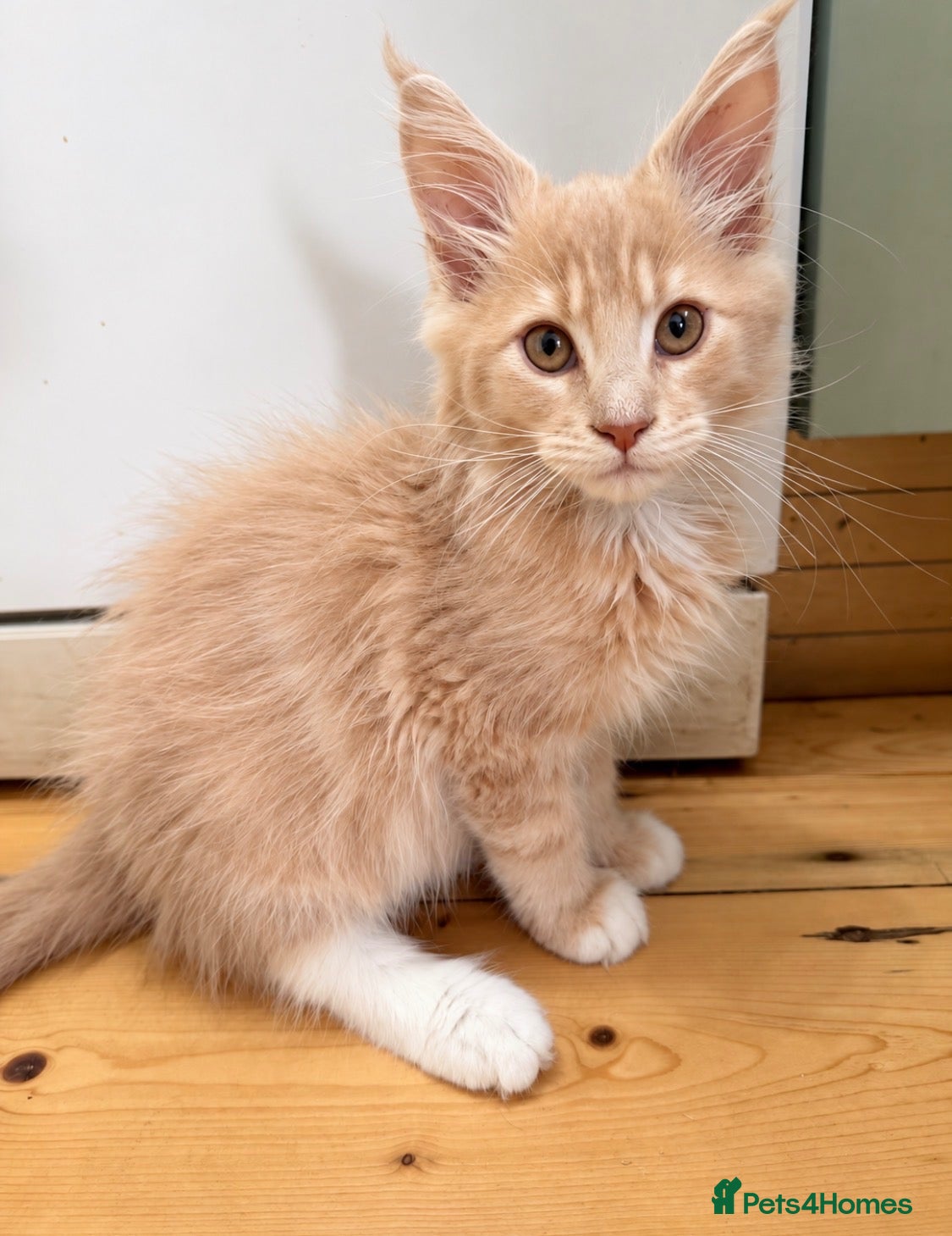 Maine Coon cats READY NOW ,TICA MALE MAINECOON - Advert 2