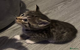 Domestic Shorthair cats for sale: DSH Beautiful Female Kitten - Ready to Leave!  - Image 4