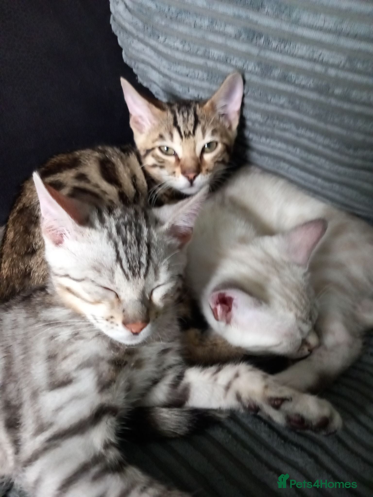 Bengal cats ✨Bengal Kittens Ready for Their Forever Homes✨ - Advert 7