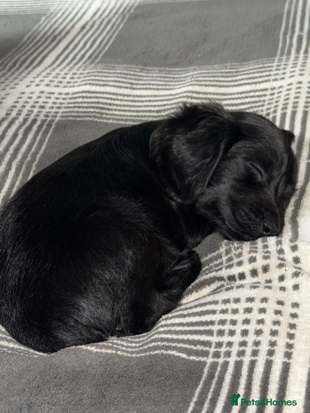 Cocker Spaniel dogs for sale: Cocker spaniel  - Advert 1