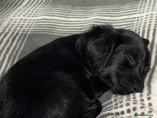 Cocker Spaniel dogs Cocker spaniel - Advert 1