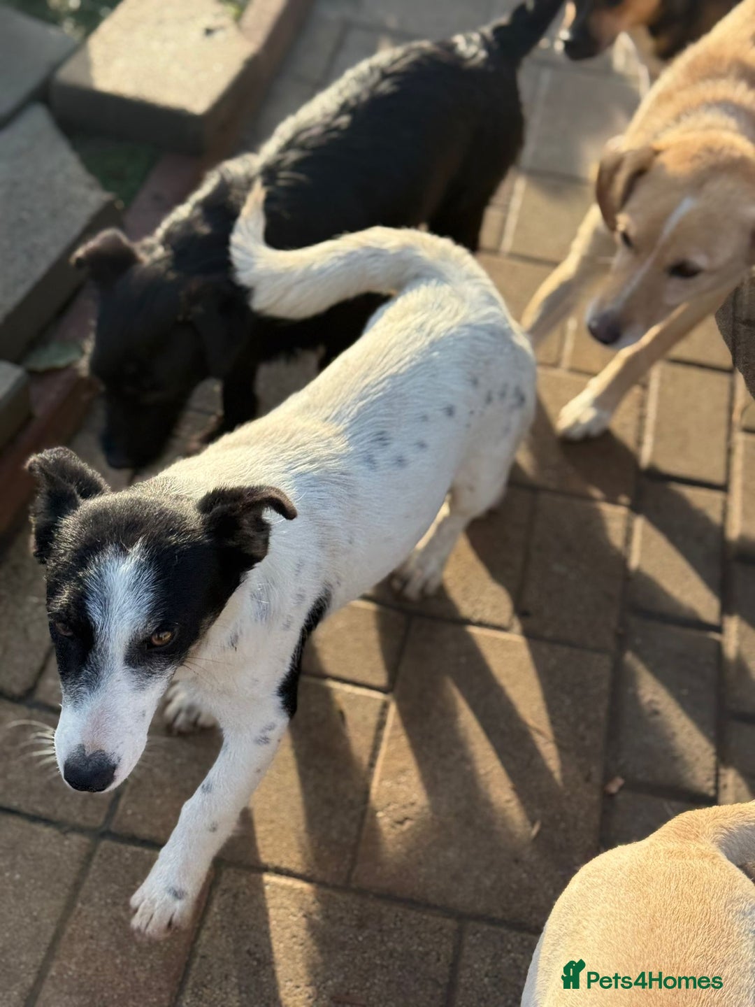 Mixed Breed dogs for adoption: Gorgeous little Andor looking for love - Advert 6