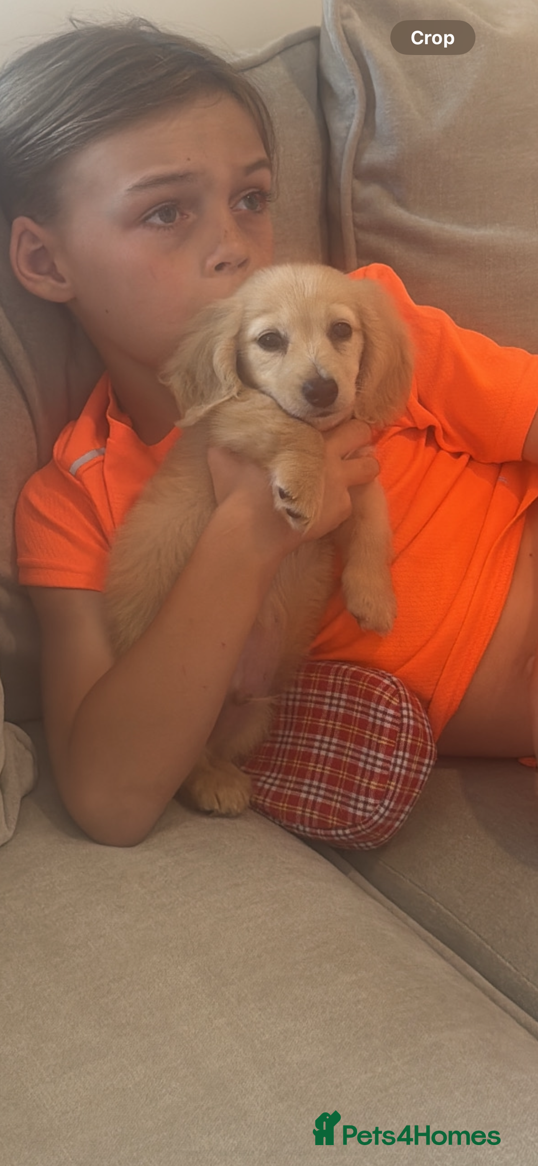 Miniature Dachshund dogs for sale: Kc English cream long haired miniature dachshund  - Image 8