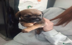 Border Terrier dogs for sale: Border terrier pups  - Image 7