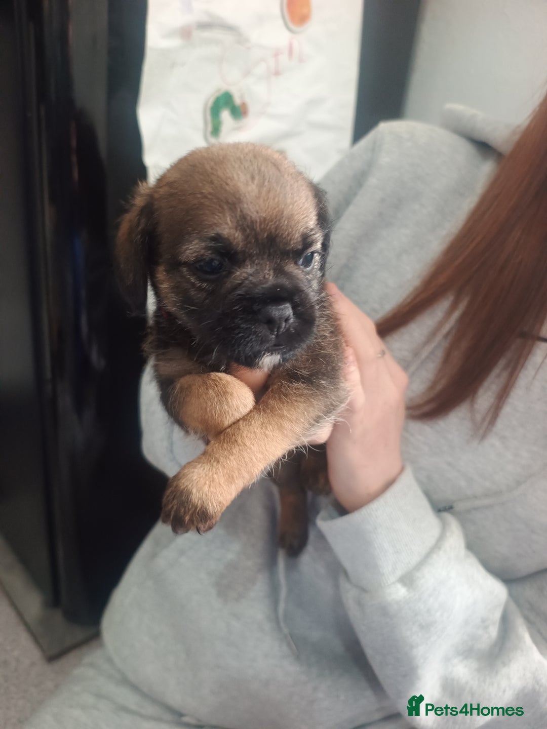 Border Terrier dogs for sale: Border terrier pups  - Image 7