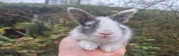 Angora rabbits for sale: ADORABLE ANGORA BABIES-PARENTS IMPORTED 🇫🇷  - Advert 22
