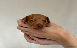 Miniature Dachshund dogs for sale: Miniature Dachshunds Puppies PRA Clear, KC Reg - Image 14