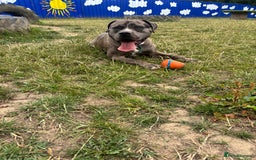 Mixed Breed dogs for sale: 2 male 1 female dog for sale - Image 7