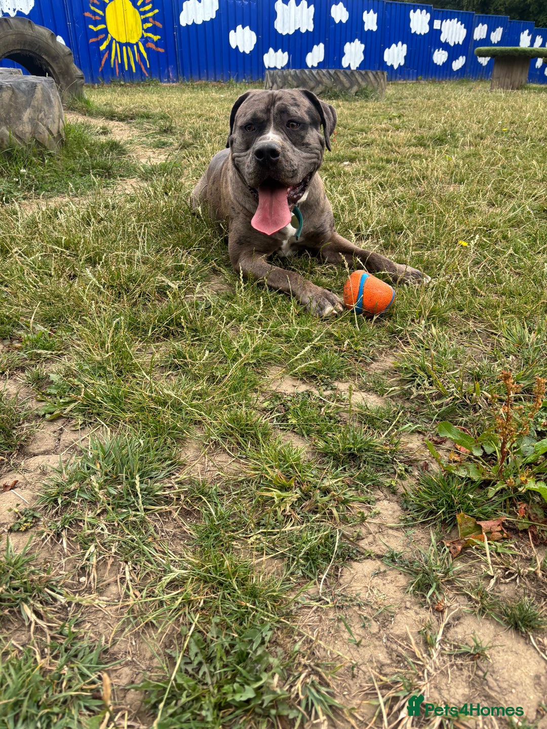 Mixed Breed dogs for sale: 2 male 1 female dog for sale - Image 7