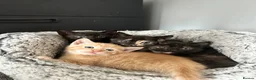 Domestic Shorthair cats for sale: Beautiful kittens - Advert 10