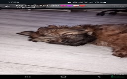 Mixed Breed dogs for sale: Rolo is his name - Image 1