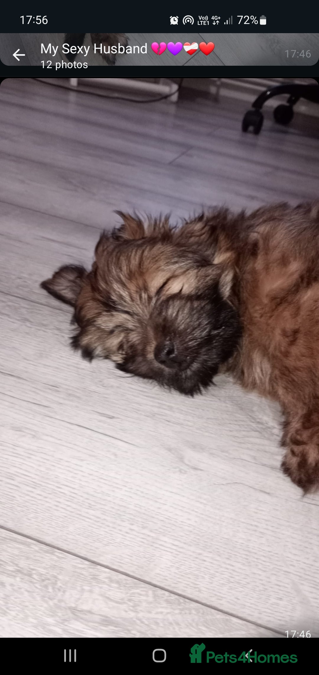 Mixed Breed dogs for sale: Rolo is his name - Image 1
