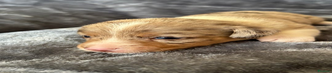 Jack Russell Puppy 8