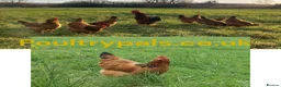 Chickens poultry for sale: Day‑Old Chicks and Hatching eggs - pure breed - Advert 18