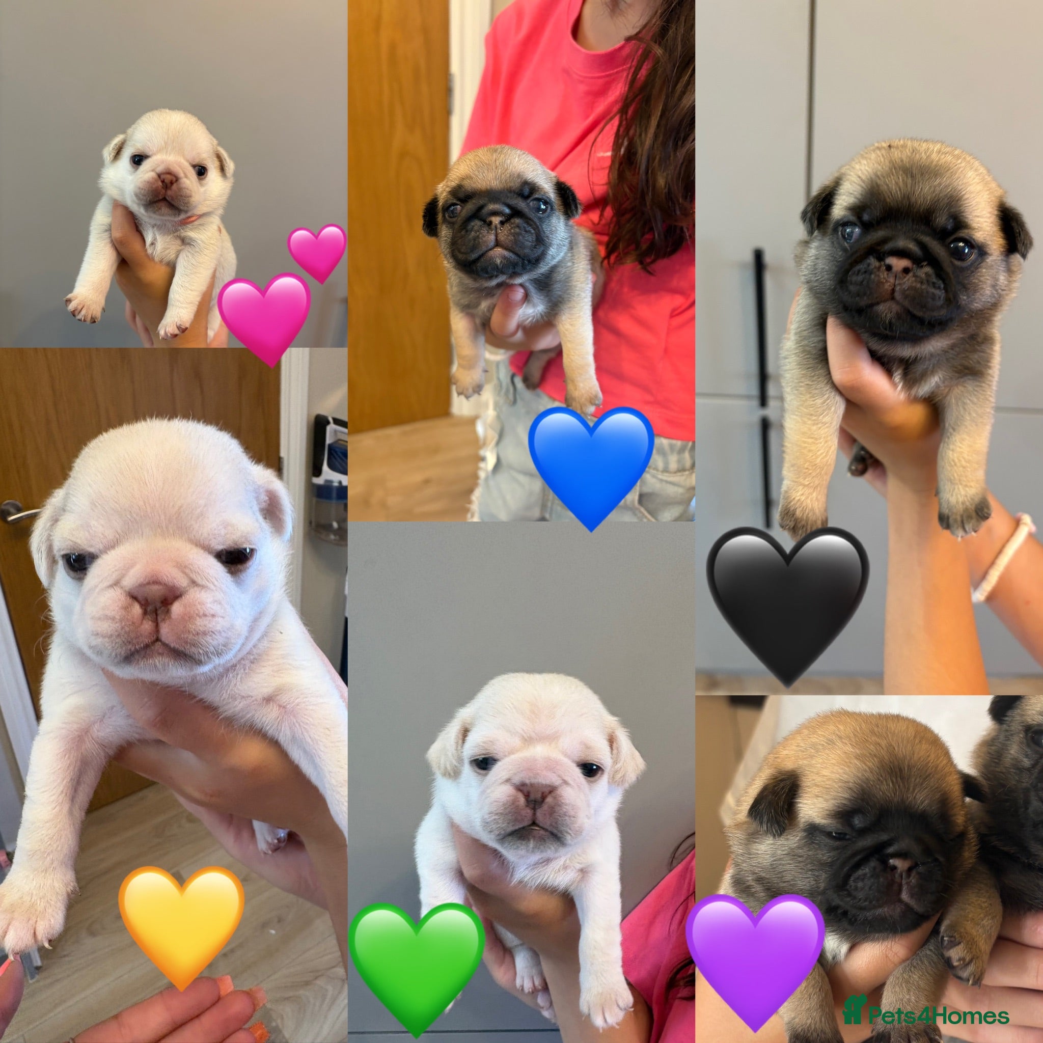 Pug dogs 6 pedigree pug puppies  - Advert 5