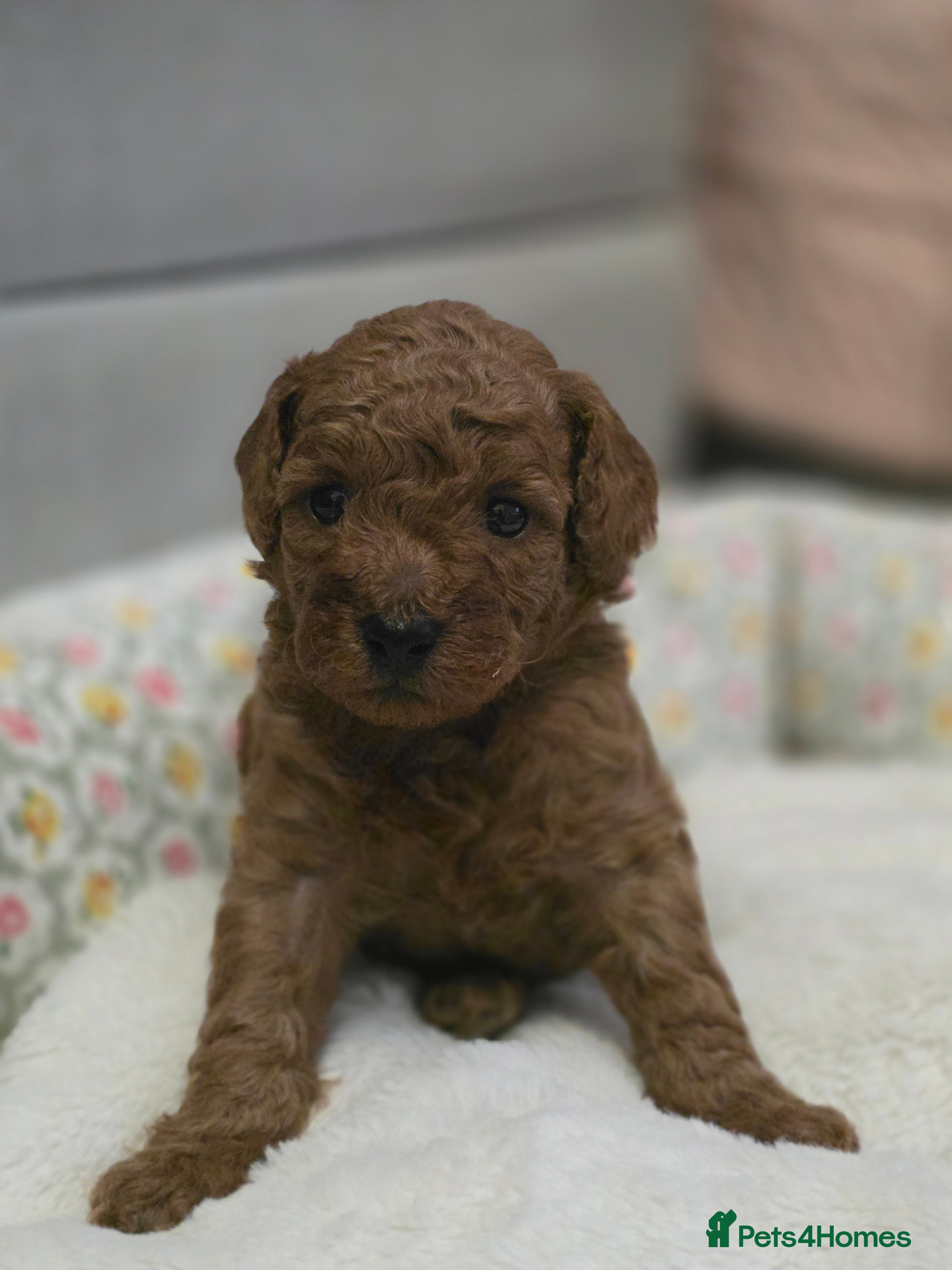 Toy Poodle dogs Toy poodle puppies  - Advert 16