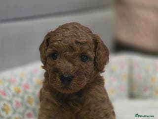 Toy Poodle dogs Toy poodle puppies - Advert 16