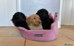Labradoodle dogs for sale: ⭐️⭐️ Stunning F1 Miniature Labradoodles ⭐️⭐️ - Advert 9