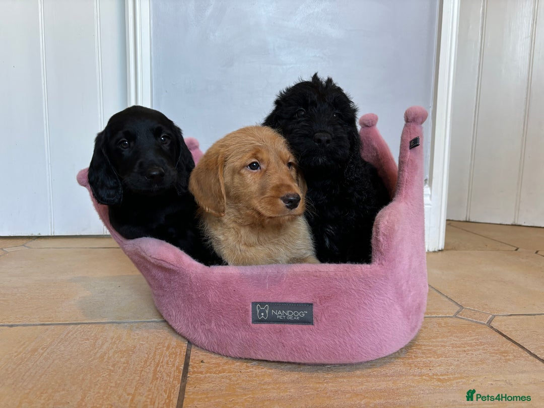 Labradoodle dogs for sale: ⭐️⭐️ Stunning F1 Miniature Labradoodles ⭐️⭐️ - Advert 9