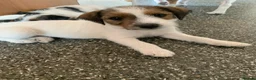 Jack Russell dogs for sale: Jack Russell puppies - Advert 3