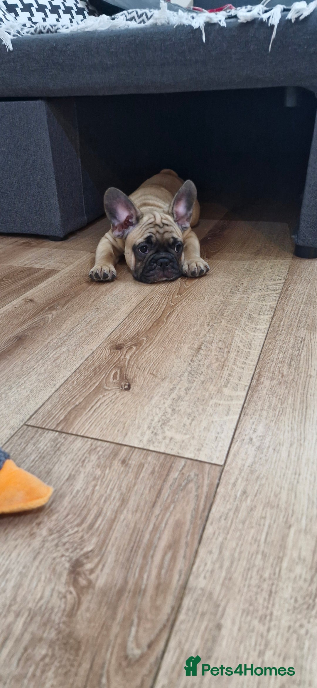 French Bulldog dogs for sale: French Bulldogs - Image 19