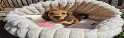 Dachshund dogs for sale: Pra clear,Last 3 beautiful LH Dachshund puppies💗 - Advert 30