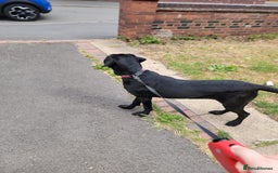 Cane Corso dogs for sale: Beautiful female cane corso puppy - Image 2
