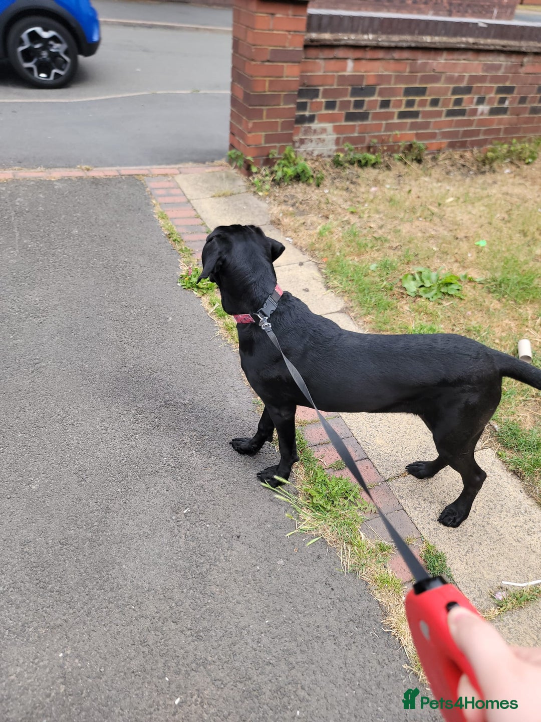 Cane Corso dogs for sale: Beautiful female cane corso puppy - Image 2