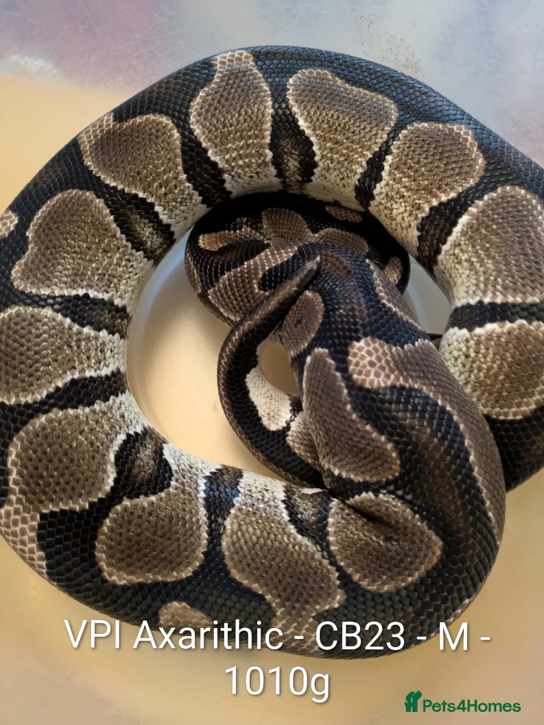 Python Snake reptiles for sale: Royal pythons - Advert 11