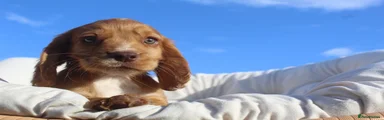 Cocker Spaniel 2