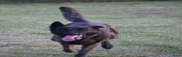 Belgian Shepherd Dog dogs for sale: DH male  - Advert 4