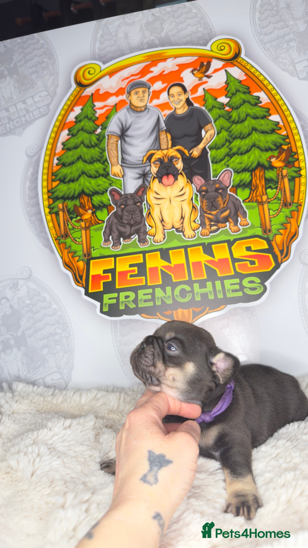 French Bulldog dogs for sale: Stunning litter of frenchies  - Advert 5