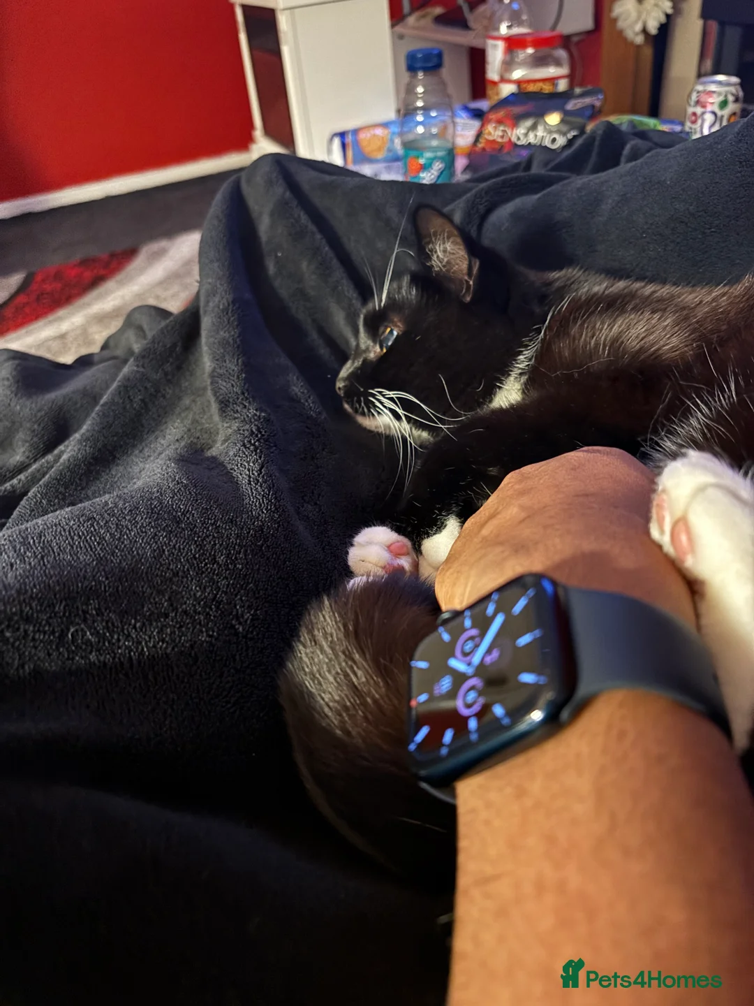 British Shorthair cats for sale: Beautiful British Shorthair Tuxedo - Advert 6