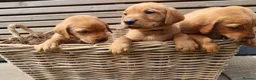 Labrador Retriever dogs for sale: Beautiful KC Registered Labrador Puppies - Advert 6