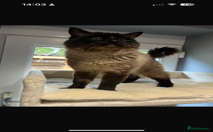 Ragdoll cats Seal colourpoint male Ragdoll  - Advert 1