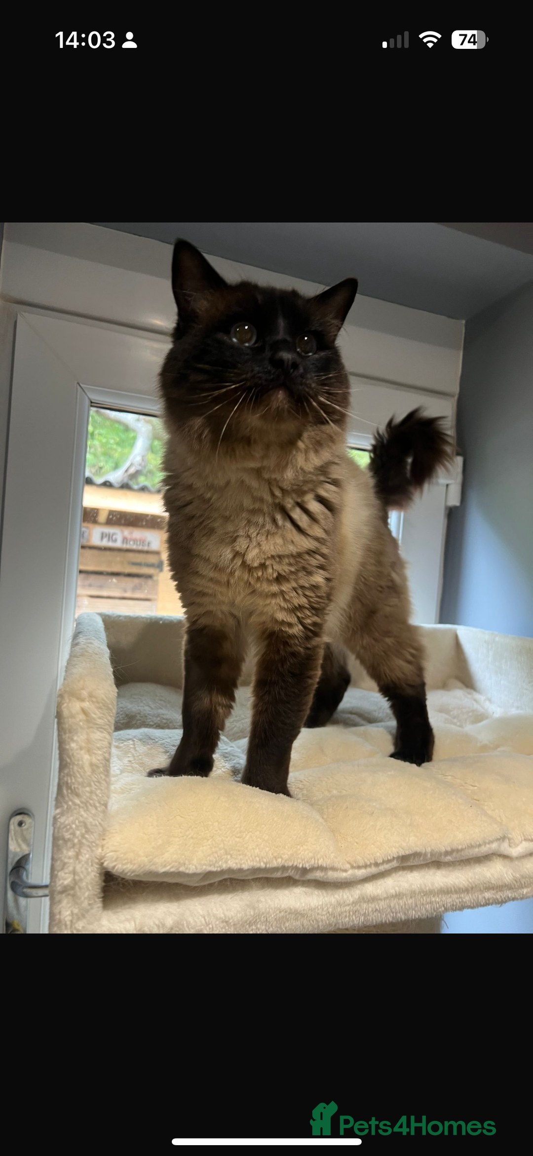 Ragdoll cats for sale: Seal colourpoint male Ragdoll  - Advert 1