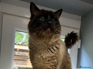 Ragdoll cats Seal colourpoint male Ragdoll - Advert 1