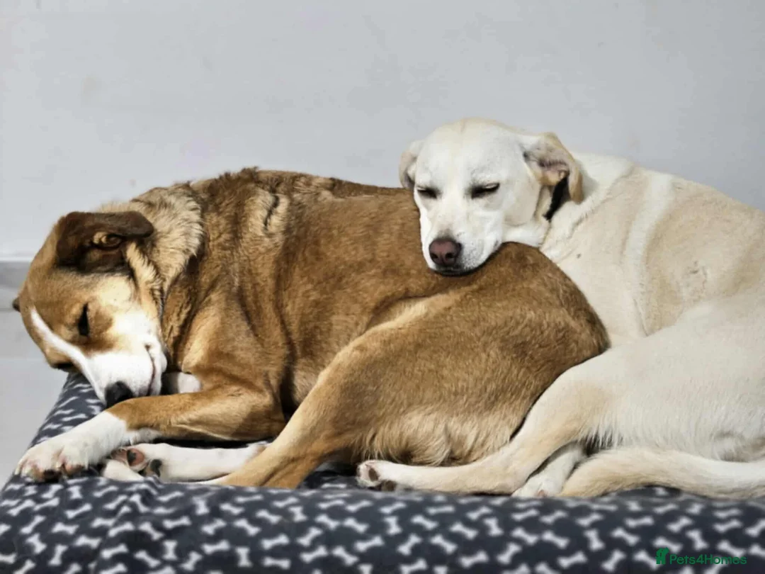 Mixed Breed dogs for adoption: SHADOW - Advert 5