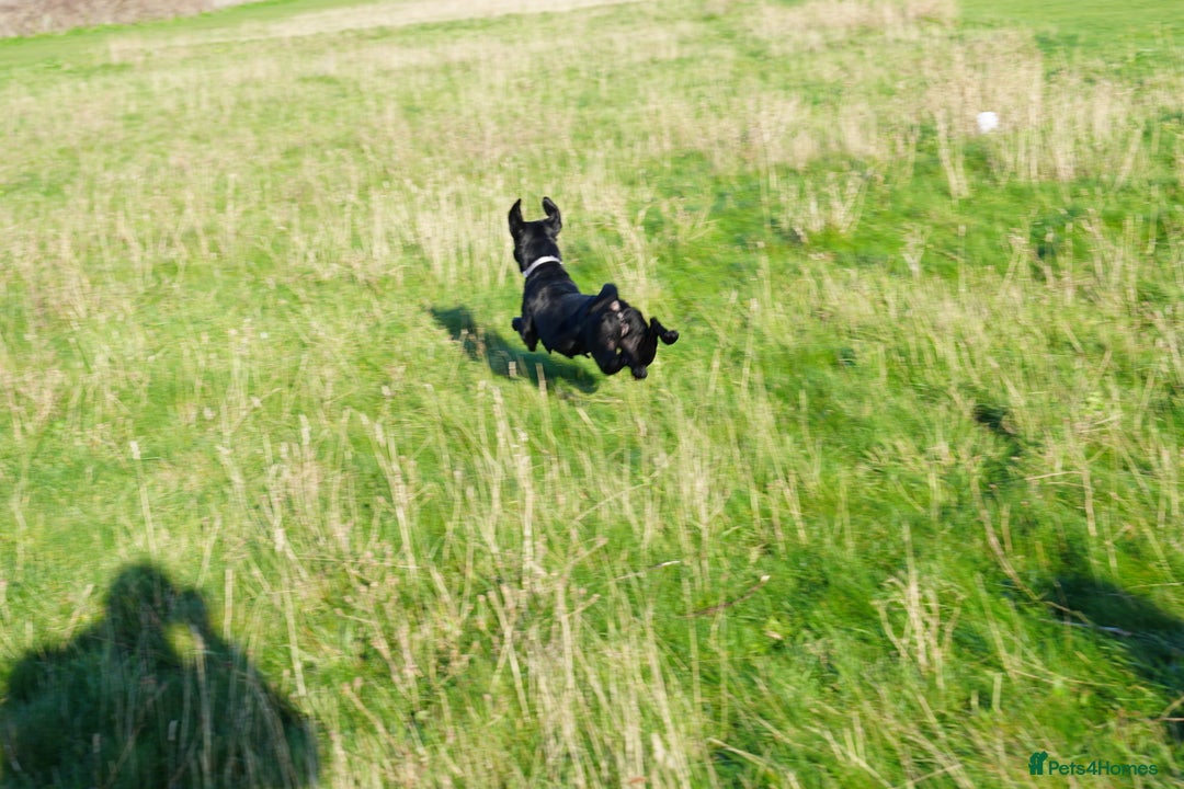 Labrador Retriever dogs for sale: Beautiful 7 year old female Labrador retriever  - Advert 10