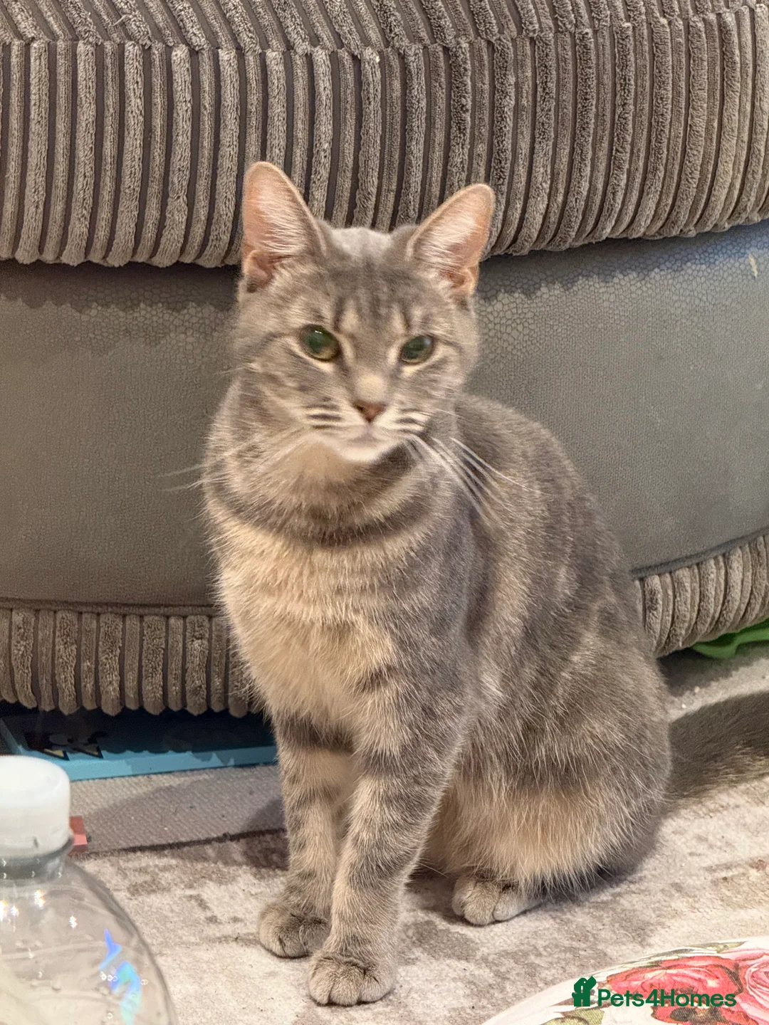 Mixed Breed cats for sale: Female 1 year old cat  in London - Advert 2