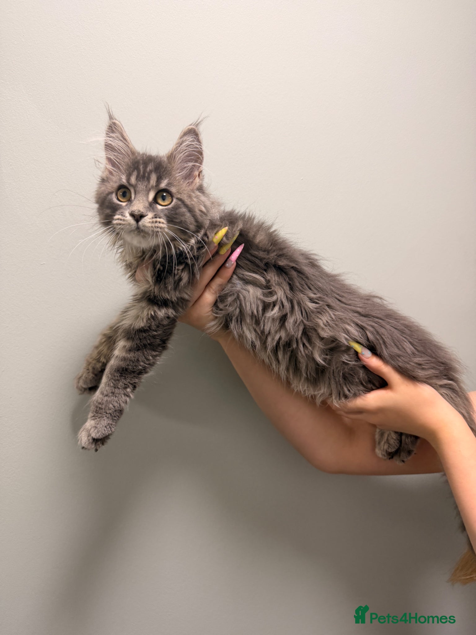 Maine Coon Kitten 2 Girl 