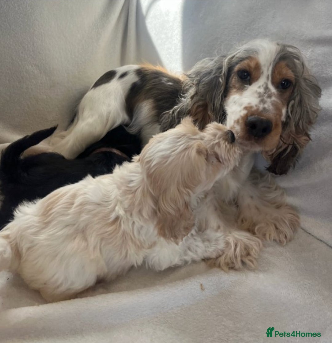 Cockapoo dogs for sale: Honey sweet cockapoo looking for her forever home - Image 4