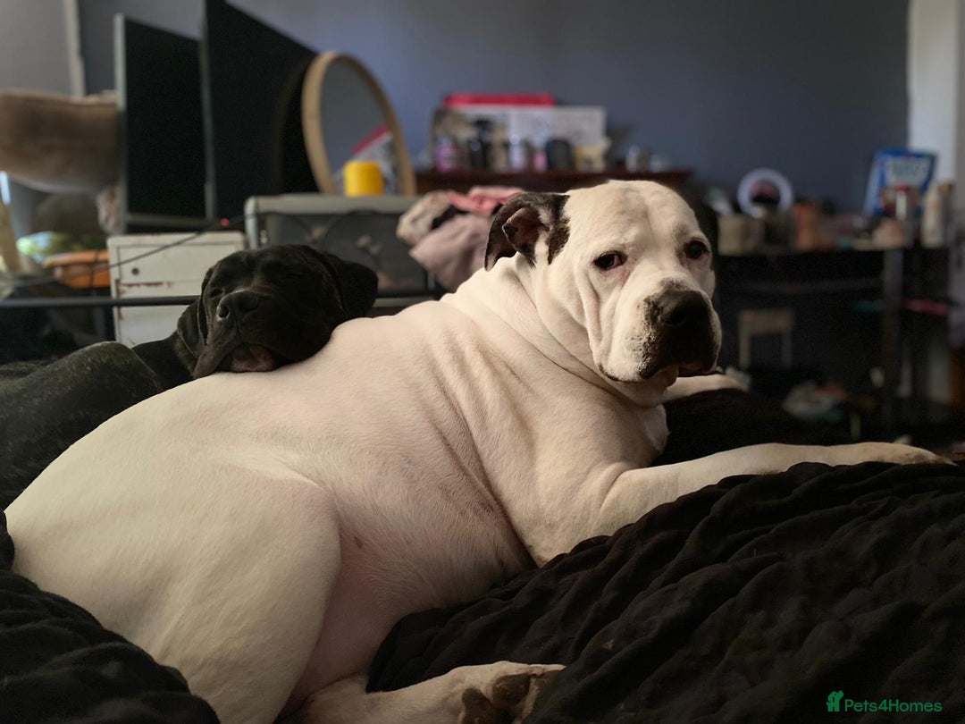 Mixed Breed dogs for sale: Looking for there forever home  - Image 1