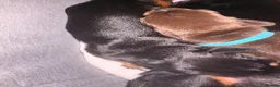 Miniature Dachshund dogs for sale: Miniature dachshund puppies - Advert 8