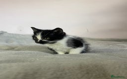 British Shorthair cats for sale: Four kittens ready to go (prices vary) - Image 23